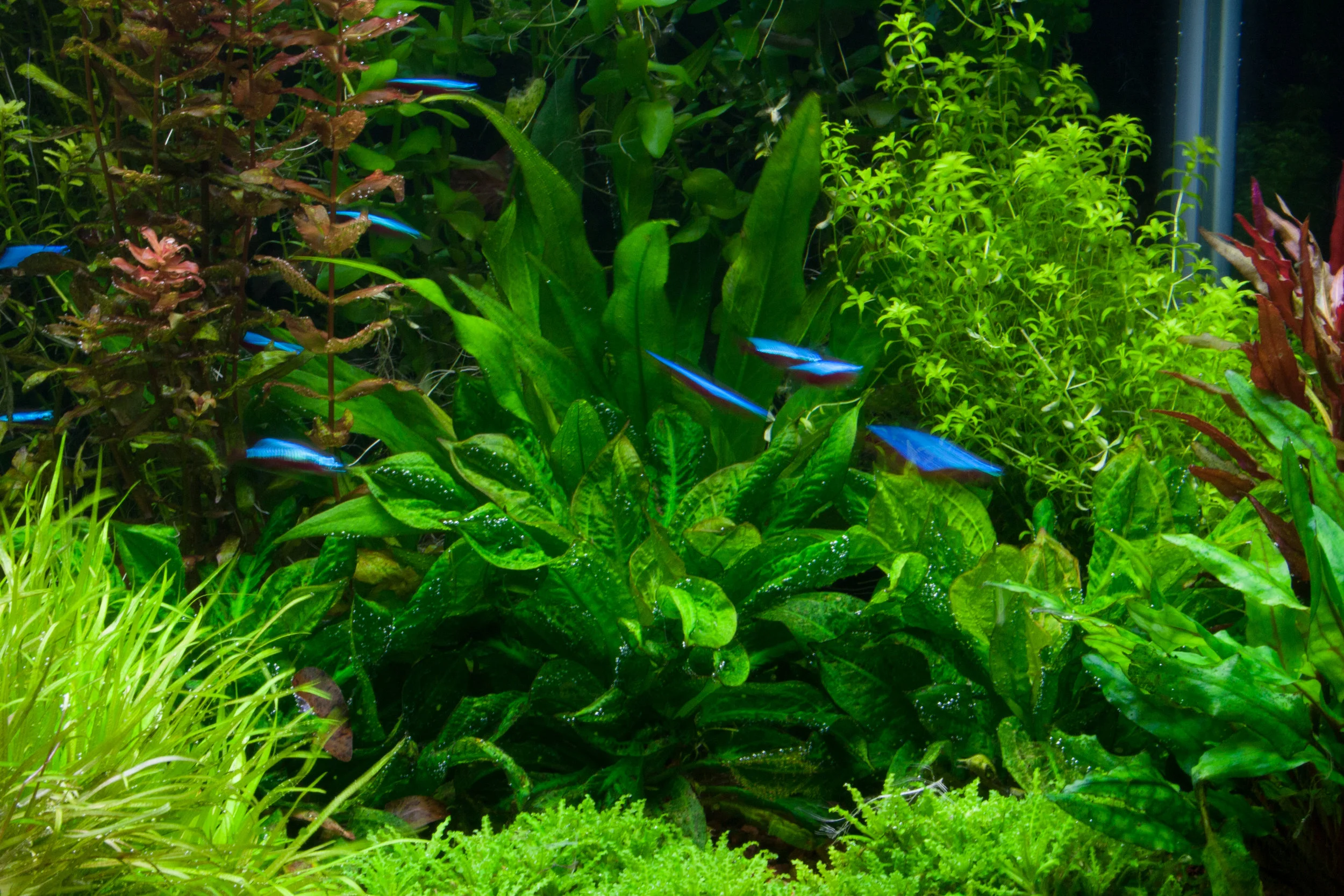 Echinodorus parviflorus 'Tropica' — Florida Aquatic Nurseries
